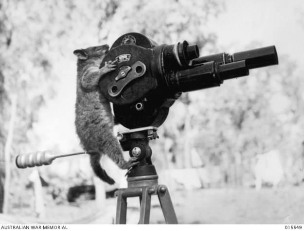 Possum with Film Camera