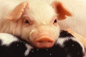 Pig
