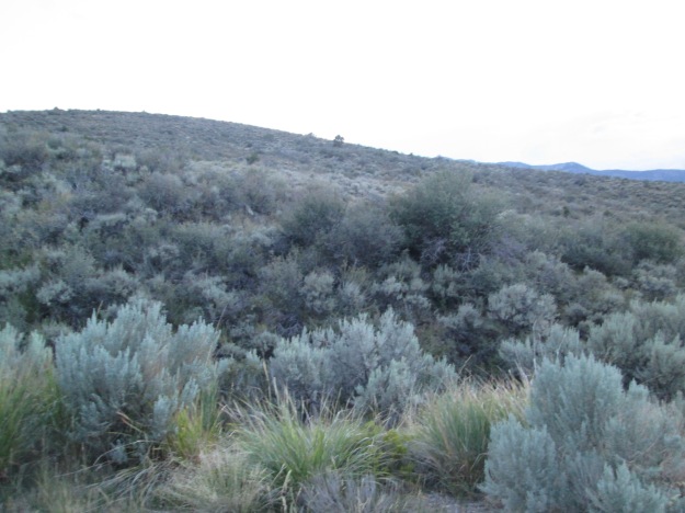 Nevada Landscape 2