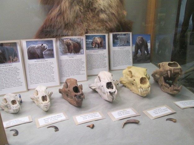 Bear Skulls