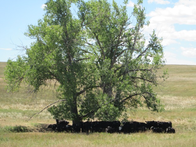 Cows in Shade