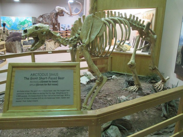 Giant Short-Faced Bear