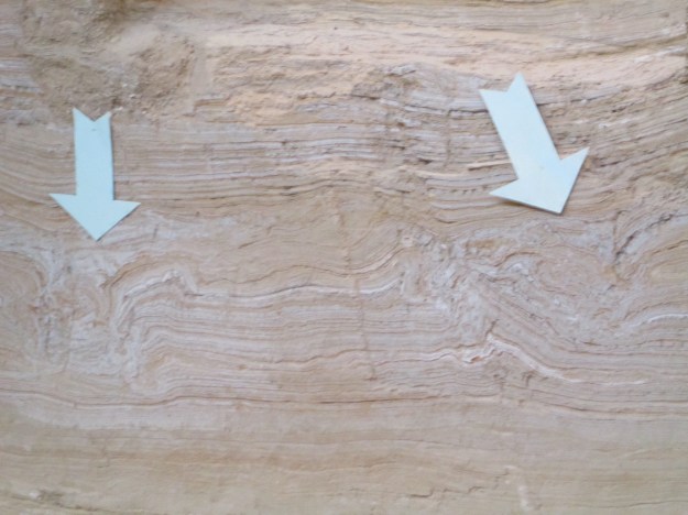 Mammoth footprints. Surprisingly, they don't make much of a mark. Comparatively few remains of smaller mammals have been found at the site, likely because animals with claws rather than hooves were better able to scramble out of the sinkhole.